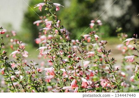 粉紅花鼠尾草 134447440