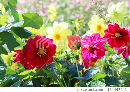 Colorful dahlia Colorful dahlia 134447441
