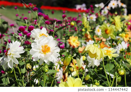 White double-flowered dahlia White double-flowered dahlia 134447442