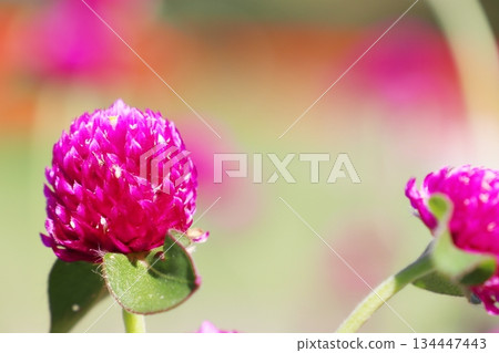 Red sennigyo flowers 134447443