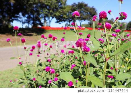 Red sennigyo flowers 134447444