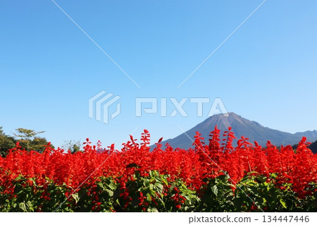 鮮紅的鼠尾草田和大山 134447446