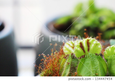 A rare carnivorous plant, Cephalotus follicularis A rare carnivorous plant, Cephalotus follicularis 134447454