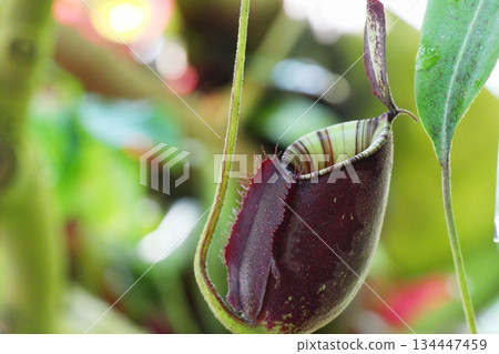 Carnivorous plant Nepenthes Black Miracle x Rafflesiana 134447459