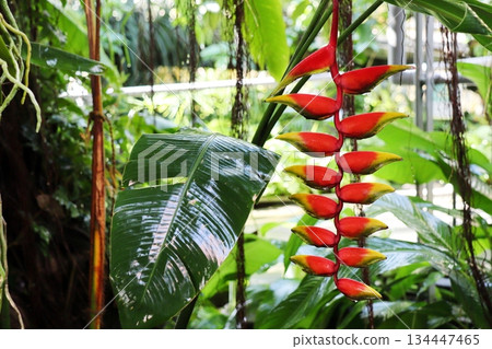 溫室裡的橙色赫蕉 134447465