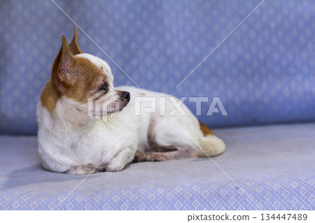 Portrait of small cute chihuahua dog lying on blue sofa in living room at home Portrait of small cute chihuahua dog lying on blue sofa in living room at home 134447489