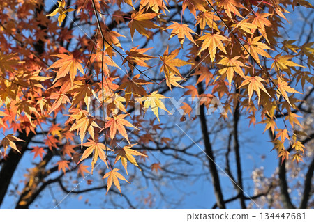 Maple leaves and signs of autumn turning to winter Maple leaves and signs of autumn turning to winter 134447681