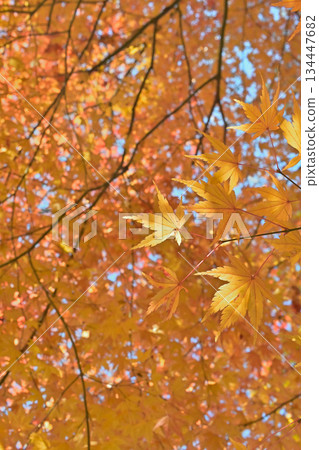 Maple leaves and signs of autumn turning to winter Maple leaves and signs of autumn turning to winter 134447682