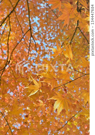 Maple leaves and signs of autumn turning to winter Maple leaves and signs of autumn turning to winter 134447684