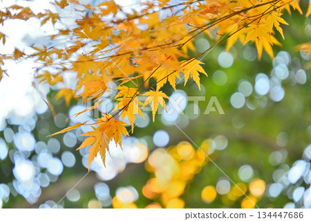 Maple leaves and signs of autumn turning to winter 134447686