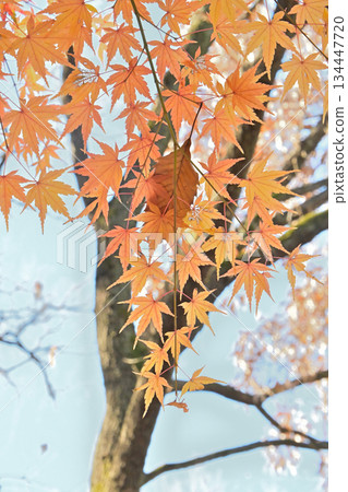 Maple leaves and signs of autumn turning to winter Maple leaves and signs of autumn turning to winter 134447720