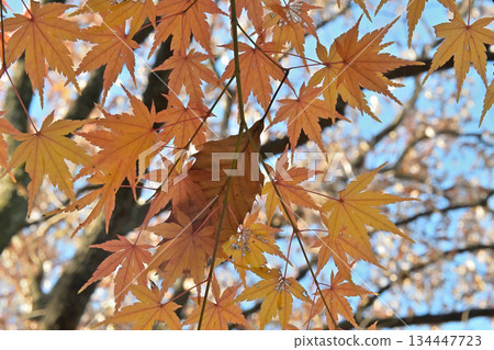 Maple leaves and signs of autumn turning to winter Maple leaves and signs of autumn turning to winter 134447723