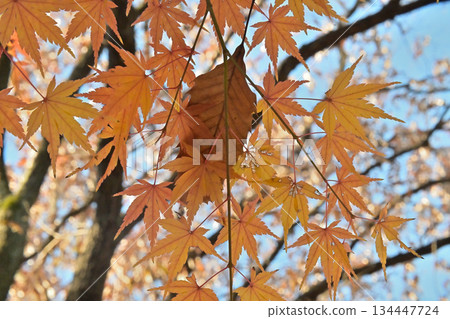 楓葉和秋天轉入冬天的跡象 134447724