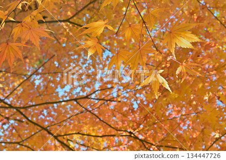 楓葉和秋天轉入冬天的跡象 134447726