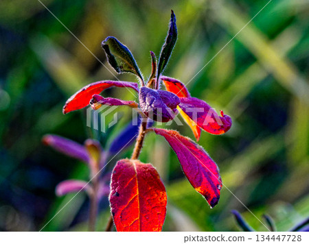 杜鵑花科半落葉灌木麻糬的冬芽 134447728