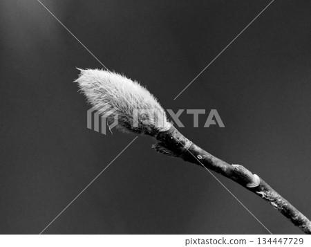 Winter buds and flower buds of Magnoliaceae Magnolia 134447729