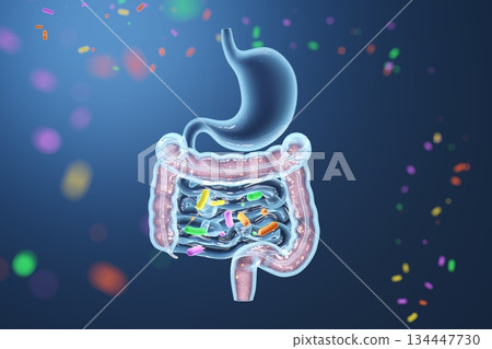X-ray image to check the balance of the intestinal environment Good bacteria and health checkup X-ray image to check the balance of the intestinal environment Good bacteria and health checkup 134447730