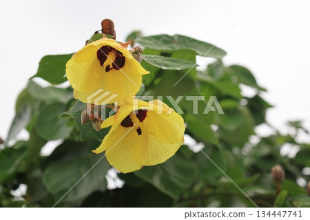 盛開的黃色木槿花和綠色的葉子 134447741