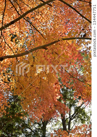 Maple leaves and signs of autumn turning to winter Maple leaves and signs of autumn turning to winter 134447751