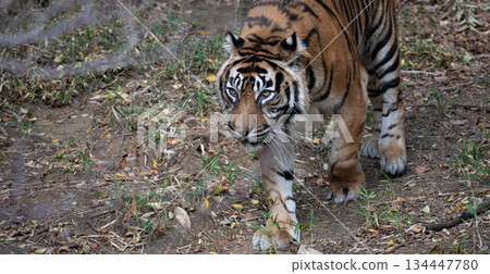 Walking tiger Sumatran tiger 134447780