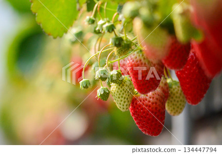 Strawberry  134447794