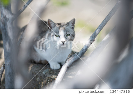 A cute stray cat relaxing on the embankment A cute stray cat relaxing on the embankment 134447816