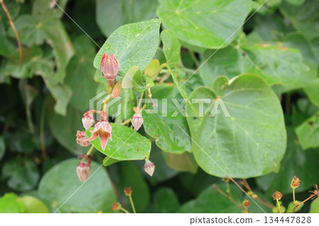 Hamabo buds before blooming Hamabo buds before blooming 134447828