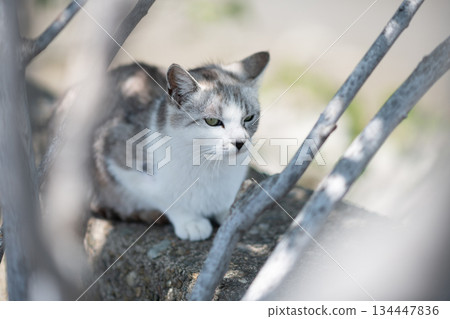 A cute stray cat relaxing on the embankment A cute stray cat relaxing on the embankment 134447836