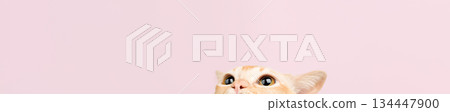 The cat is peeking out from below The cat is peeking out from below 134447900