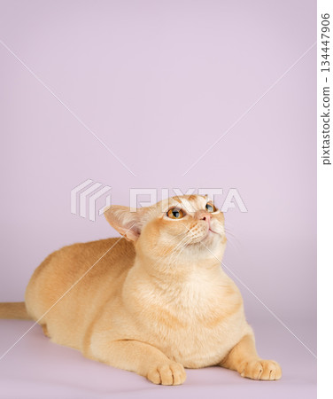 Burmese cream cat in full length 134447906