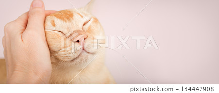 A hand stroking a Burmese cat A hand stroking a Burmese cat 134447908