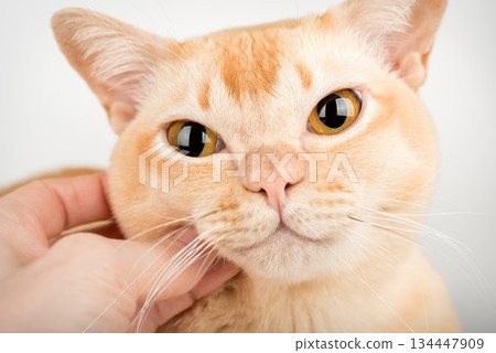 A hand stroking a Burmese cat A hand stroking a Burmese cat 134447909