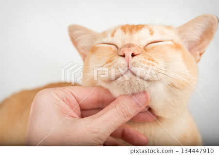 A hand stroking a Burmese cat A hand stroking a Burmese cat 134447910