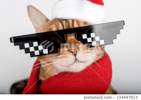 A close-up of a New Years cat A close-up of a New Years cat 134447913