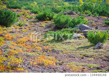 Autumn leaves on the grass at Bogakudai in Biei, Hokkaido 134448148