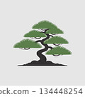 Elegant bonsai tree with twisted trunk and lush green leaves 134448254
