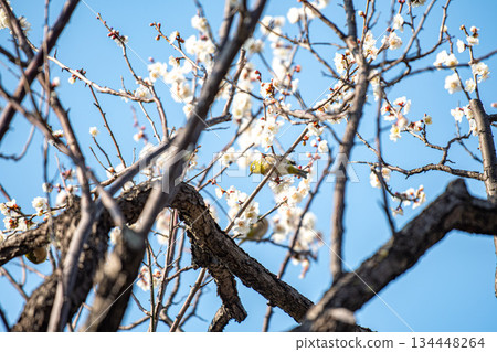 Meiro plum with full bloom 134448264