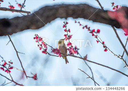 梅羅梅盛開 134448266