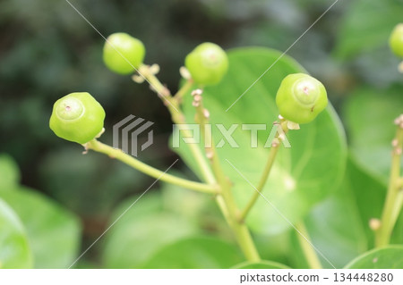 Green lotus leaf berries Green lotus leaf berries 134448280
