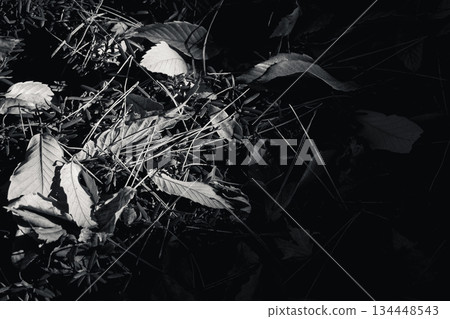 December Light: Scenery from the Edo Open Air Architectural Museum 134448543