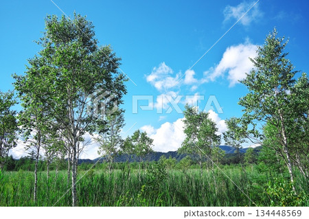 Senjogahara in the summer Senjogahara in the summer 134448569