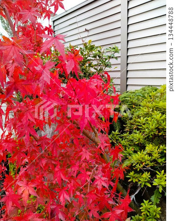 秋葉景觀－日式秋葉庭園 134448788