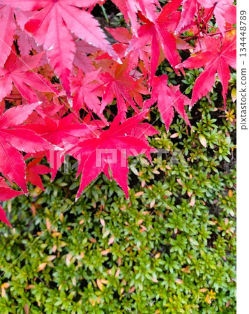 Autumn leaves landscape - Japanese-style garden with autumn leaves 134448789