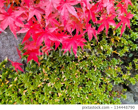 Autumn leaves landscape - Japanese-style garden with autumn leaves 134448790
