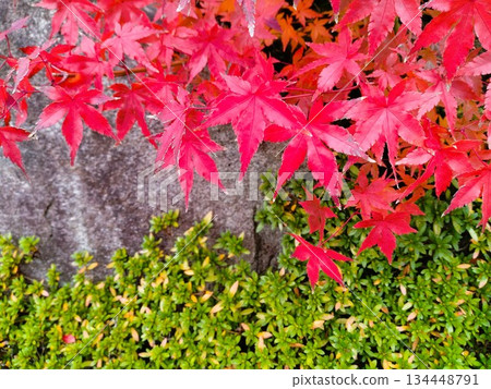 Autumn leaves landscape - Japanese-style garden with autumn leaves 134448791