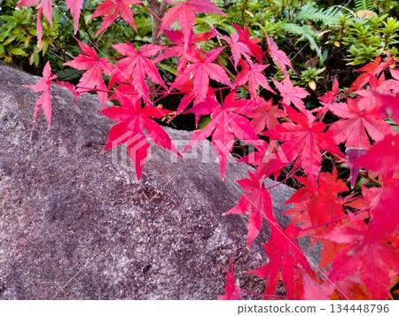 Autumn leaves landscape - Japanese-style garden with autumn leaves 134448796