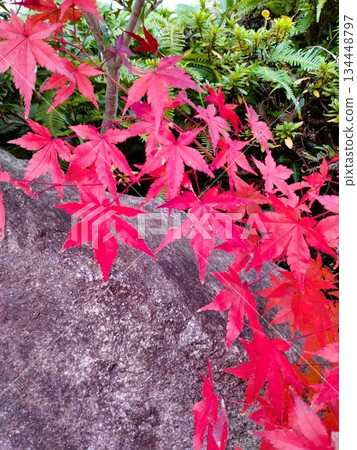 Autumn leaves landscape - Japanese-style garden with autumn leaves 134448797