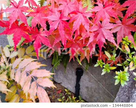 Autumn leaves landscape - Japanese-style garden with autumn leaves Autumn leaves landscape - Japanese-style garden with autumn leaves 134448804