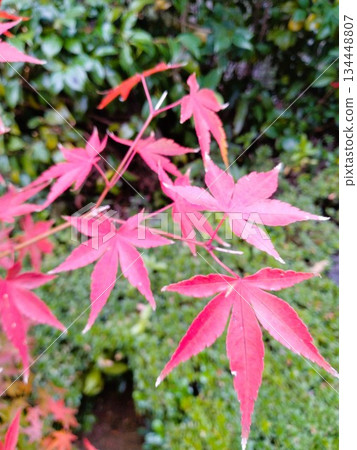 Autumn leaves landscape - Japanese-style garden with autumn leaves 134448807