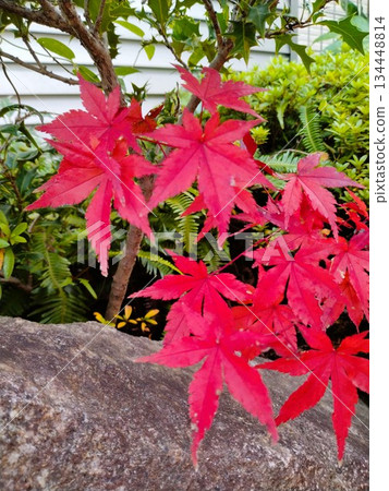 Autumn leaves landscape - Japanese-style garden with autumn leaves 134448814